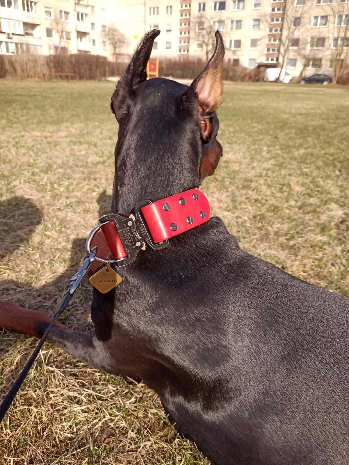 Red leather dog collar with COBRA® buckle - European handmade dog accessories by My Wild Other